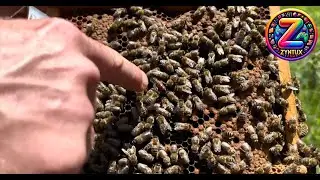Wie kommt der Honig in das Glas und anderes Wissenswertes 🍯 rund um die Imkerei