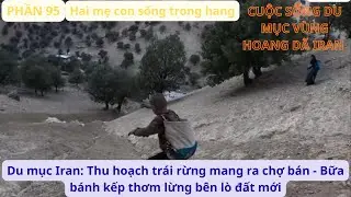 Du mục Iran: P95 Thu hoạch trái rừng mang ra chợ bán - Bữa bánh kếp thơm lừng bên lò đất mới