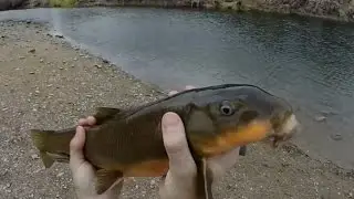 Winter Sonoran Sucker at the Lower Salt River