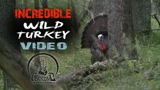 INCREDIBLE wild turkey video | best TURKEY HUNTING videos | REAL turkey talk | FIRED UP 4