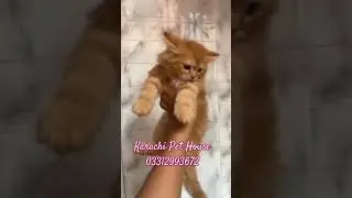 #music #remix #dj #fluffyfriends #persiancatcorner