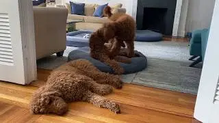 Red standard Poodles