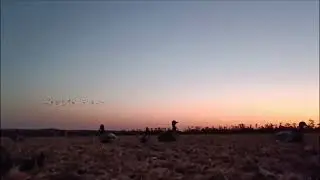 Утиный налетал на чучела FLOCK DECOYS 🦆