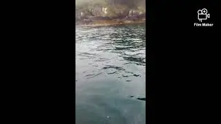 FUNGI THE DOLPHIN FOOTAGE!!