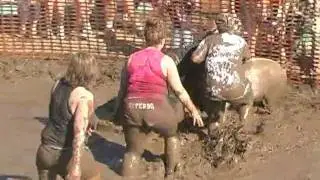 Pig Wrestling at Valmy Thresheree!