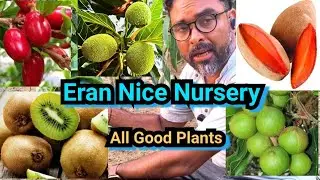 how to Kiwi Fruit Plant / Bread Fruit Plant / Online Home Delivery #kiwifruitplant #erannicenursery 