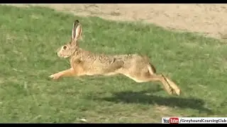 beautiful brown hares are running and enjoying in Pakistan