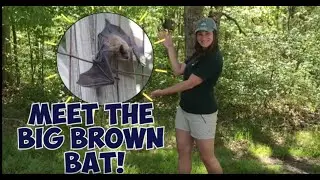 Meet the Big Brown Bat!