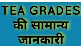 Basic knowledge of Tea Grades || Tea Grades BOP, BOPSM BP OF PF DUST ETC.