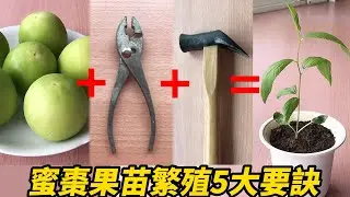 蜜棗果苗繁殖5大要訣 | 5 tips for propagating candied date fruit seedlings