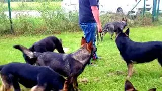 Rudel mit unerwartetem Hundebesuch