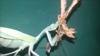 Indische Riesengottesanbeterin - Hierodula membranacea