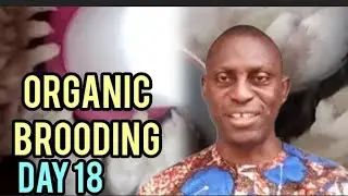 Brooding Chicks at Night? Day 18 Secrets Exposed | Top Organic Poultry Setup Mistakes to Avoid!