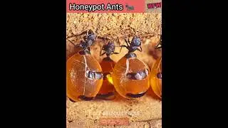 Honeypot Ants 🐜 | शहद वाली चीटियां 🍯 | #shorts #latest #youtubeshorts