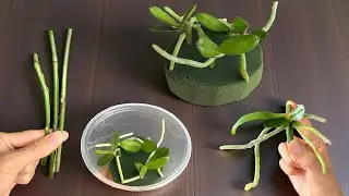 With just this small piece, the orchid sprouts like crazy, filling the whole pot!
