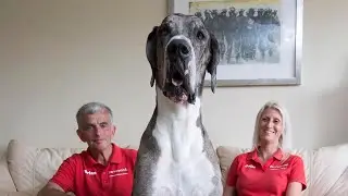 LAS RAZAS DE PERRO M&Aacute;S GRANDES DEL MUNDO | No Vas A Poder Creer El Tama&ntilde;o De Este Perro