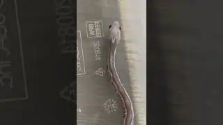 A Scaleless Snake!? How Can This Be?? See it Here and Check out Meet my Snakes - Day 7 (Blue)