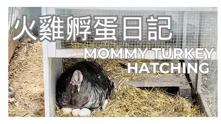 火雞孵蛋日記    第二雞舍住著公火雞Tom 和母火雞 Jeri   母火雞孵蛋孵了一個夏天的寂寞  他們的堅持以及相守令人動容 Mama Turkey Hatching