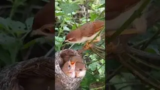 Beautiful Bird Feeding Baby Birds in Nest (p3) #viral #trending #shorts #youtubeshorts #ytshorts