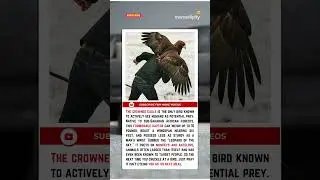The crowned eagle is the only bird known to actively see humans as potential prey.