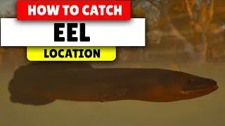 Assassin's Creed Valhalla How to find EEL | Best Locations