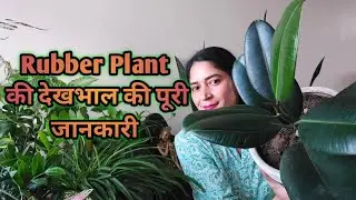 Rubber plant care _ Rubber Plant  की देखभाल की पूरी जानकारी|| How to grow and care for Rubber plant?