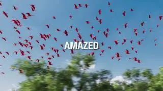 Step into the Wild - Amazing Birdwatching Tours!