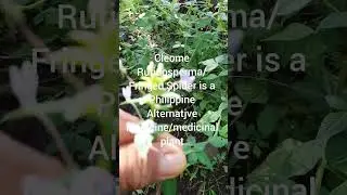 Cleome Rutidosperma||Herbal Plant||Boy Dahon