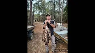 Some catfish from 2024 from chickasawhay river