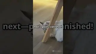 Cat Ninja Skills: Feline Parkour! #cats #parkour #relatable #catlovers #cutecat #funnycats #petlover