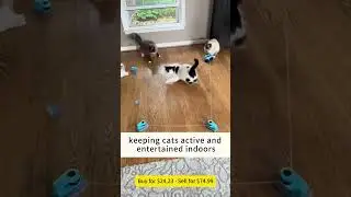 🐱 Automatic Cat Toy for Dropshipping Sellers | Hot Pet Niche #dropshipping #petsupplies  #petlovers