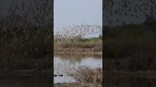 one of the best videos you will ever see ❤️🙃 don't skip 💓 birds in sky #birdslover #birds #cinematic