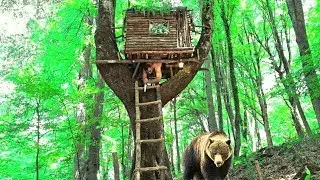Building a tree shelter and surviving a bear encounter survival skills.