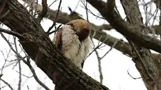 Buse &agrave; queue rousse | Red-tailed hawk