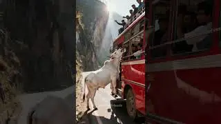 The divine cow appeared! Prevented the disaster from happening.#cow #rescue