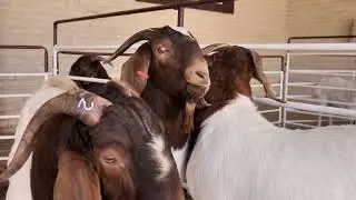 Goat Meat Stakeholder Engagement in South Africa #livestockfarming  #southafrica #agriculture