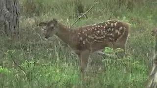 Gwyn Rood natuurdocumentaire