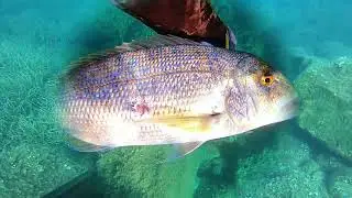 Sinarit Avı, 1.5kg, Dentex Spearfishing, 2025