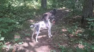Weight Loss Update Wednesday August 31, 2022 // Dog Walker Weight Loss