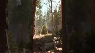 Dondi shows new redwoods map the isle clip 2#theisle