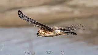 잿빛개구리매(F) 정찰비행 : A female  northern harrier flying over  reed forest in search of food. #2