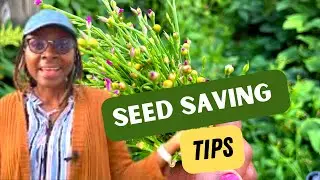 How I Harvest and Collect Seeds - Water Leaf Seed Saving