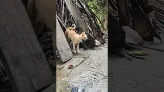 my oggi cat biral #song #short