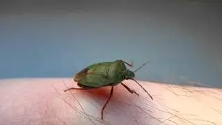 Клоп Щитник Зеленый Древесный Palomena prasina
