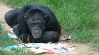 The Primate Rescue Center
