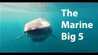 The Marine Big 5