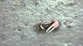 A Fiddler Crab eating / Un crabe Uca en train de manger