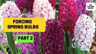 Forcing Spring Bulbs ... Part 2