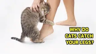 Why Does My Cat Keep Grabbing My Legs?