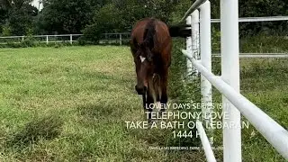 53. My Horse Days - Telephony Love take a bath on Lebaran 1444H (22 April 2023)